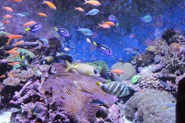 养海缸新手入门小缸,海缸开缸有哪几种方法