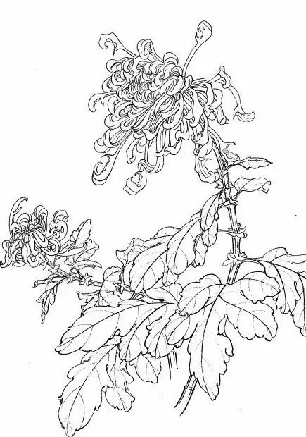 白描菊花国画如何上色,国画白描菊花图片大全