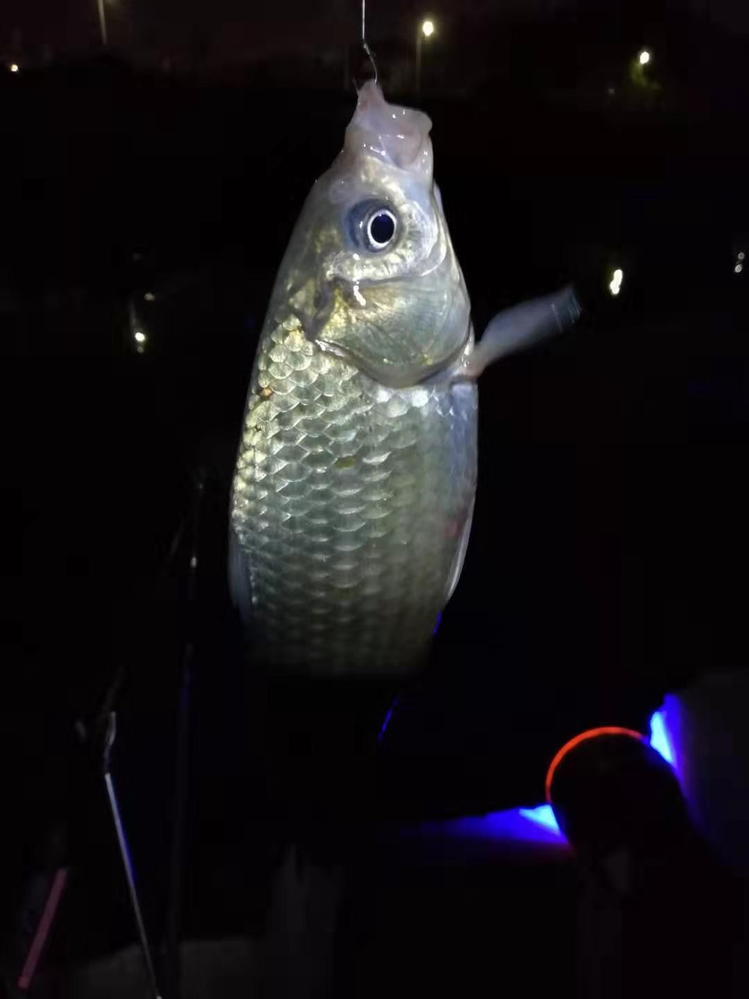 避免小杂鱼闹窝最好的办法,如何避免小杂鱼闹窝