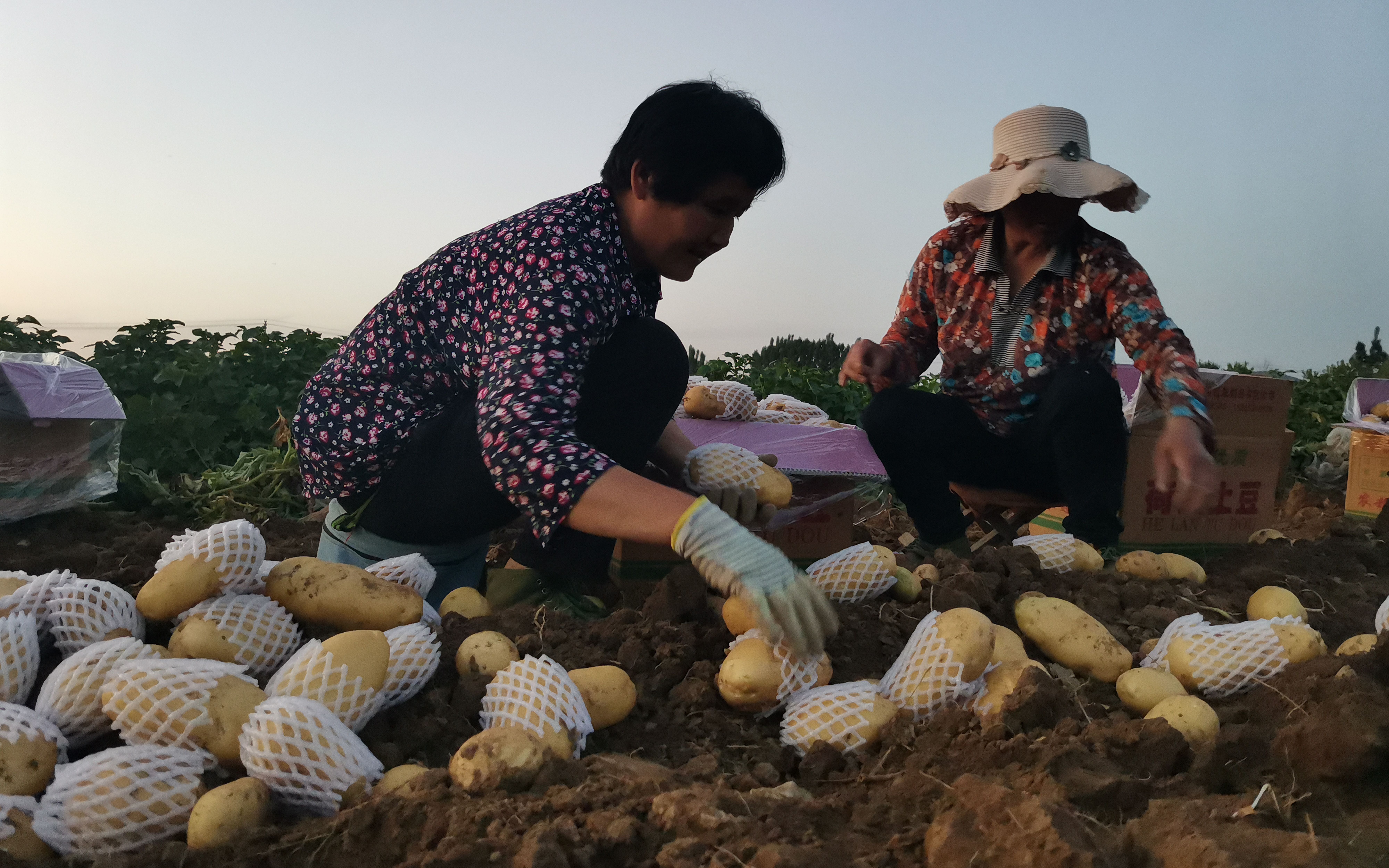 大棚土豆亩收入多少,种植土豆一亩纯收入大概有多少