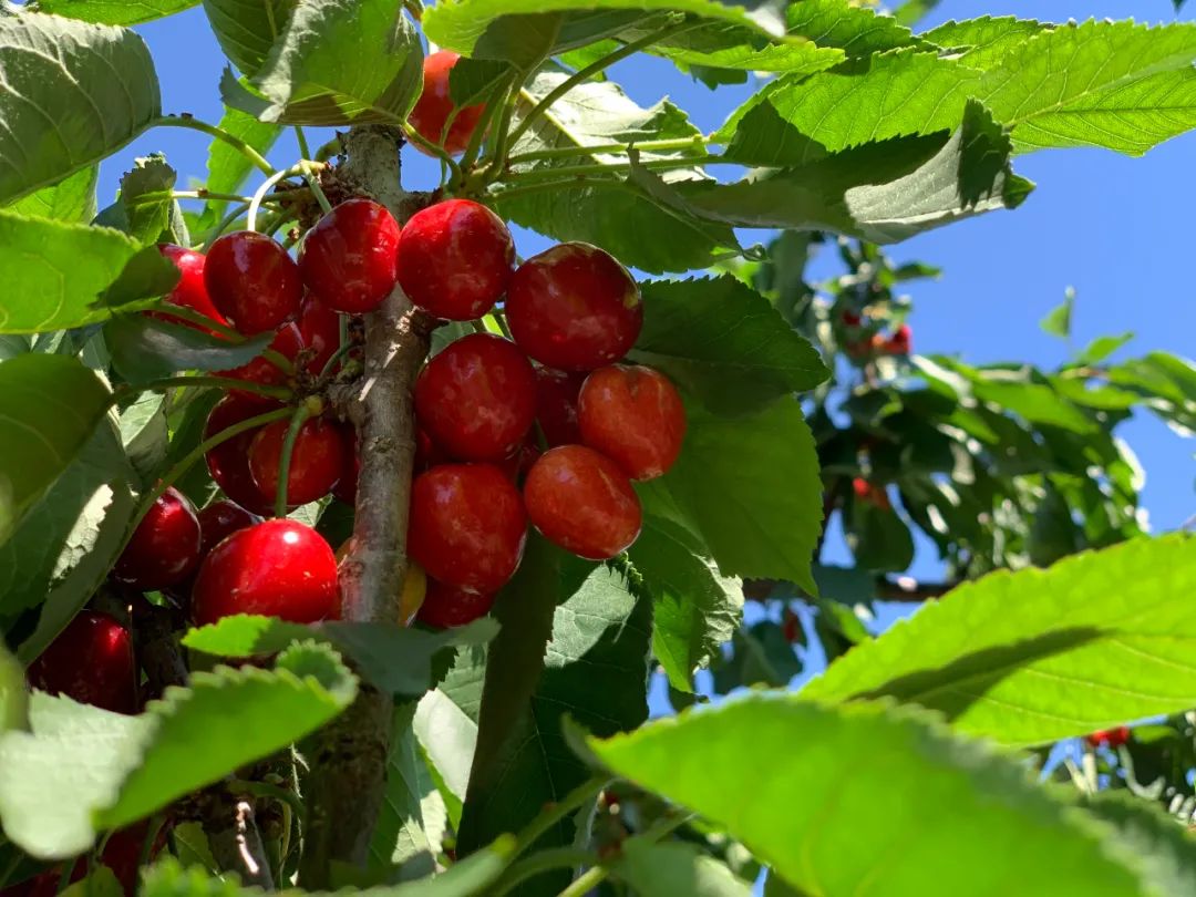 昌平樱桃采摘视频,昌平兴寿樱桃采摘价格