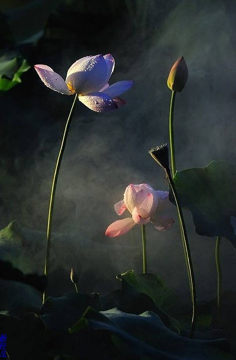 淮阳的荷花真美,又到了赏荷花的季节家门口的美景