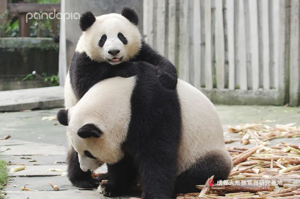 熊猫拍照怎么拍出高级感,熊猫拍照拍摄姿势