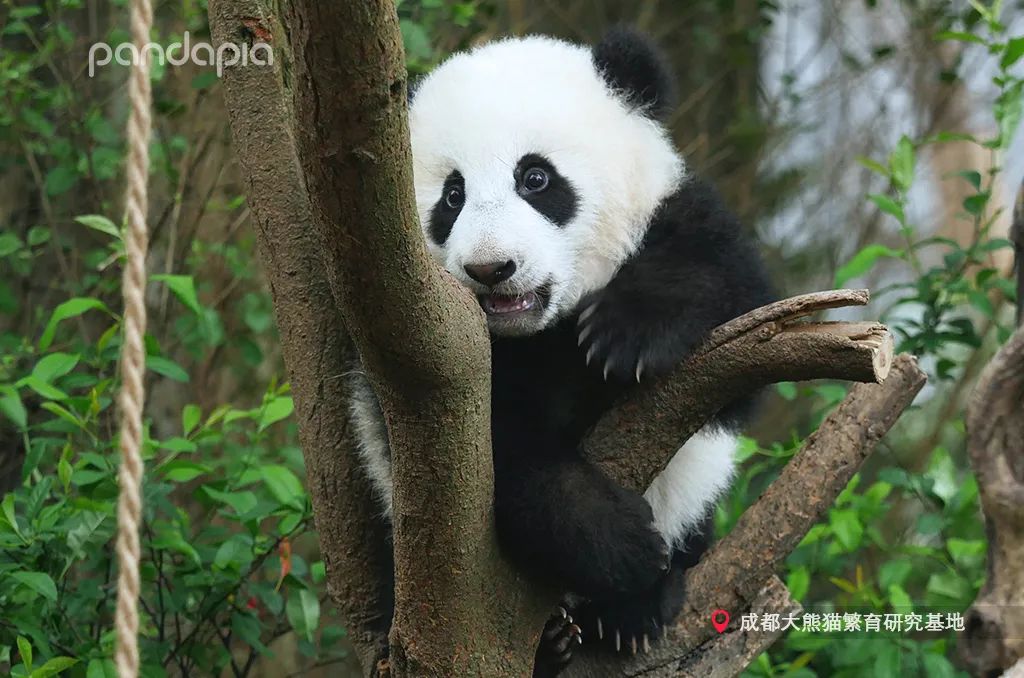 熊猫拍照怎么拍出高级感,熊猫拍照拍摄姿势