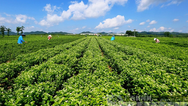 妯幙寮哄幙鐩爣鏂规,骞胯タ缁忔祹寮哄幙妯幙