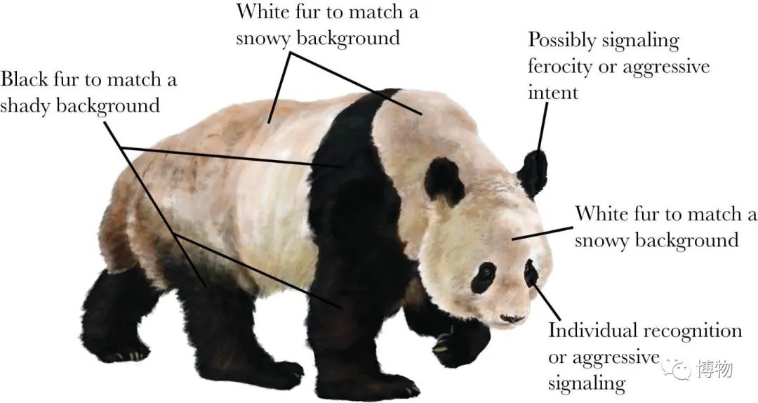 大熊猫一生没有彩色照片,大熊猫的愿望彩色照片