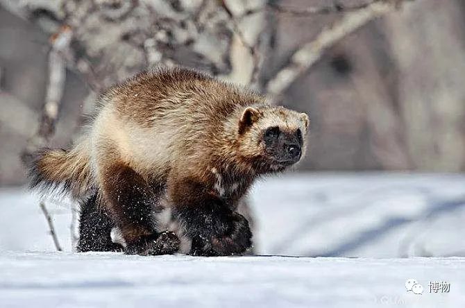 大熊猫一生没有彩色照片,大熊猫的愿望彩色照片