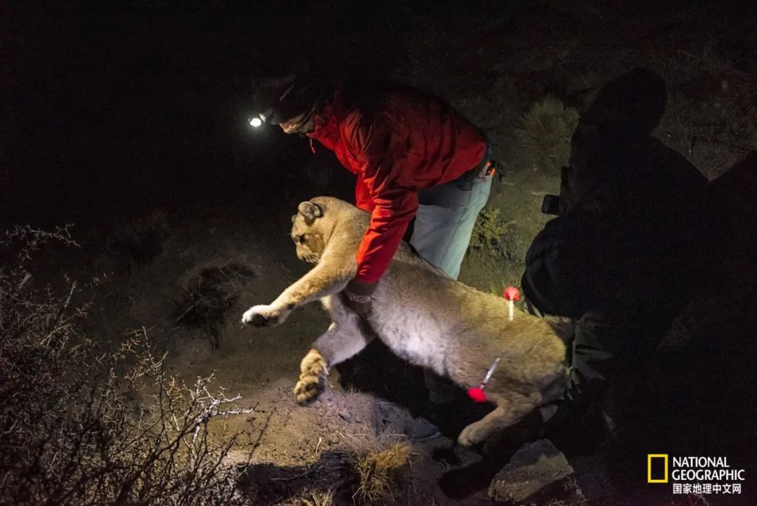 这对夫妇花巨资买下国家公园，居然白送？