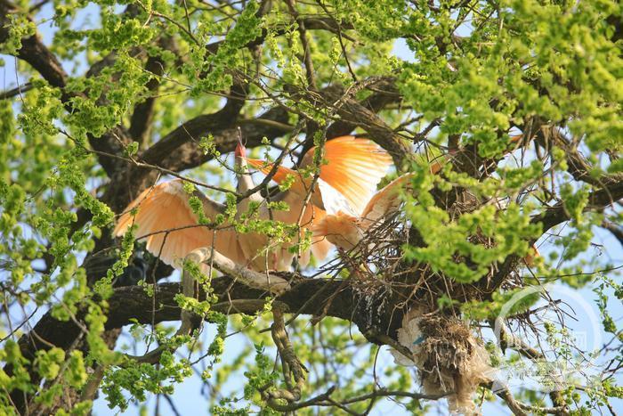 让客来时所见一山碧绿万物竞发