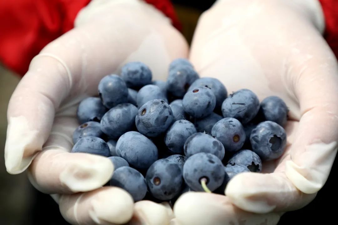 酸甜可口咬一口满嘴口水,酸甜脆爽一口就能爆汁