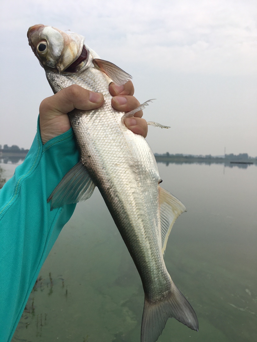 水库地形不好怎么甩大鞭,水库甩大鞭钓鱼