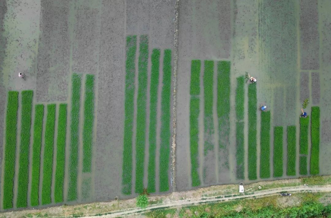 今日芒种七律,今日芒种最新模板