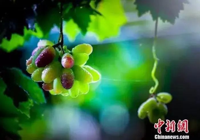 种下希望芒种,芒种忙在当下种下未来下一句