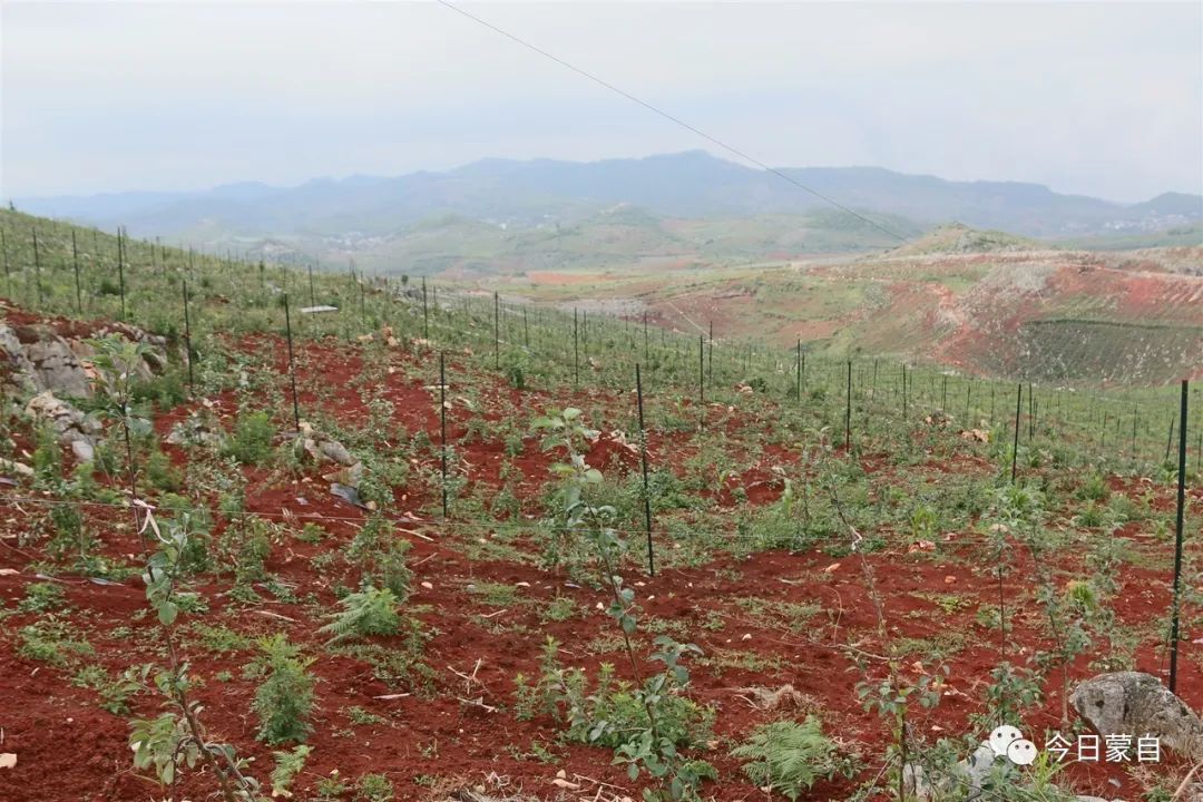 小苹果到底有多厉害,蒙自市苹果小镇