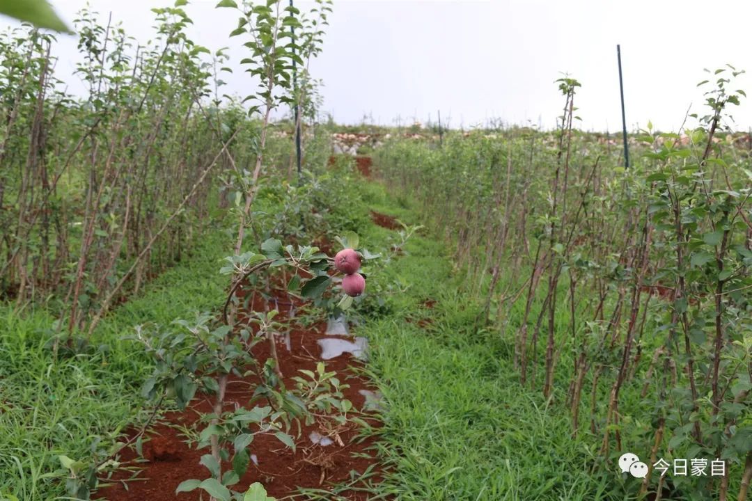 小苹果到底有多厉害,蒙自市苹果小镇