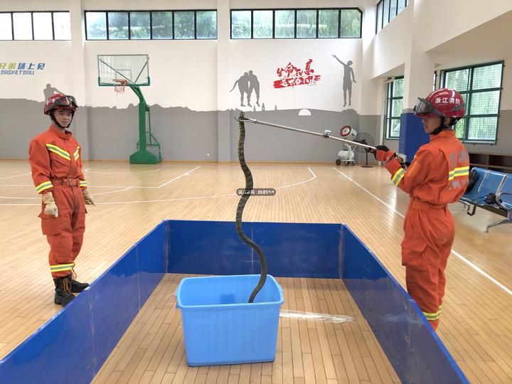 风油精比雄黄更有效驱蛇,大蒜风油精驱蛇原理