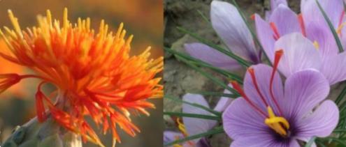 藏红花黄金花,花中黄金藏红花的秘密