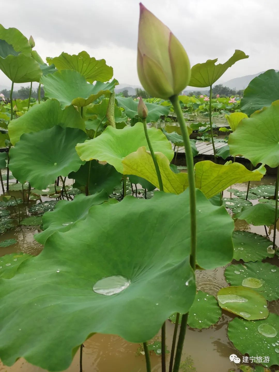 在三明夏天去哪玩,三明荷花最佳观赏地