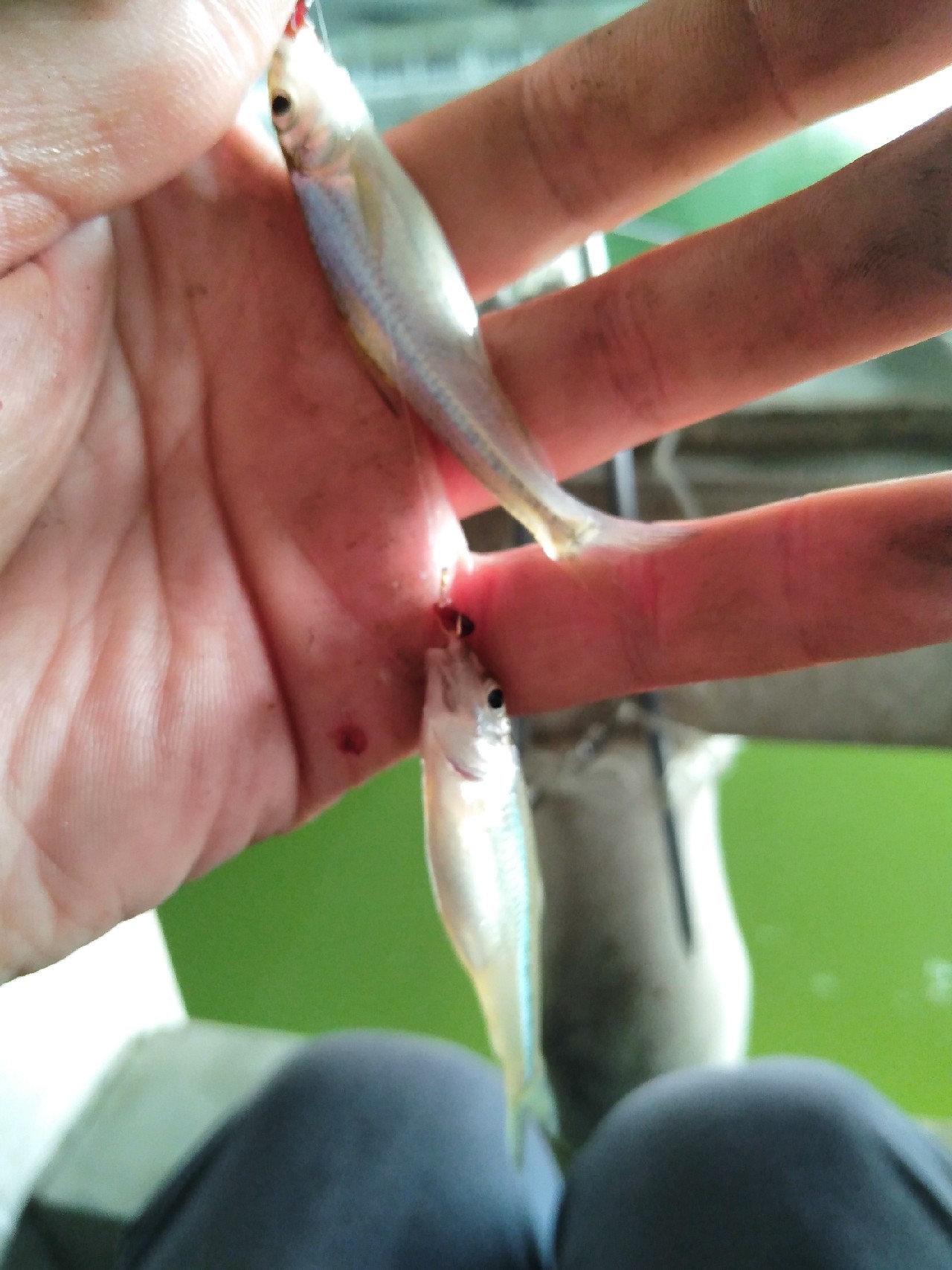 被昆玉河10次双飞吓傻了，难道是饵料惹的祸？