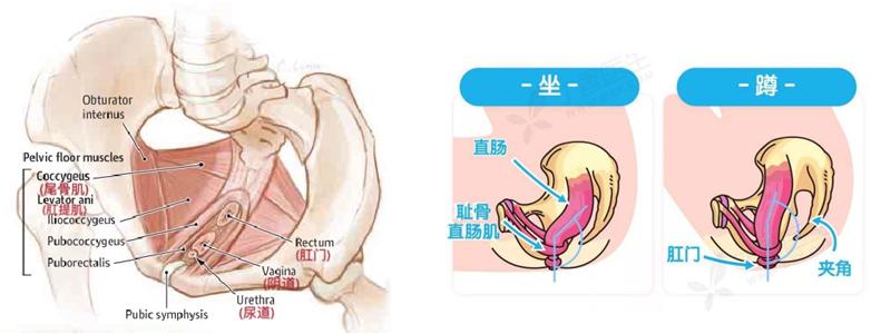 尿失禁盆底肌肉治疗可以治愈吗,膀胱功能训练间歇导尿的方法