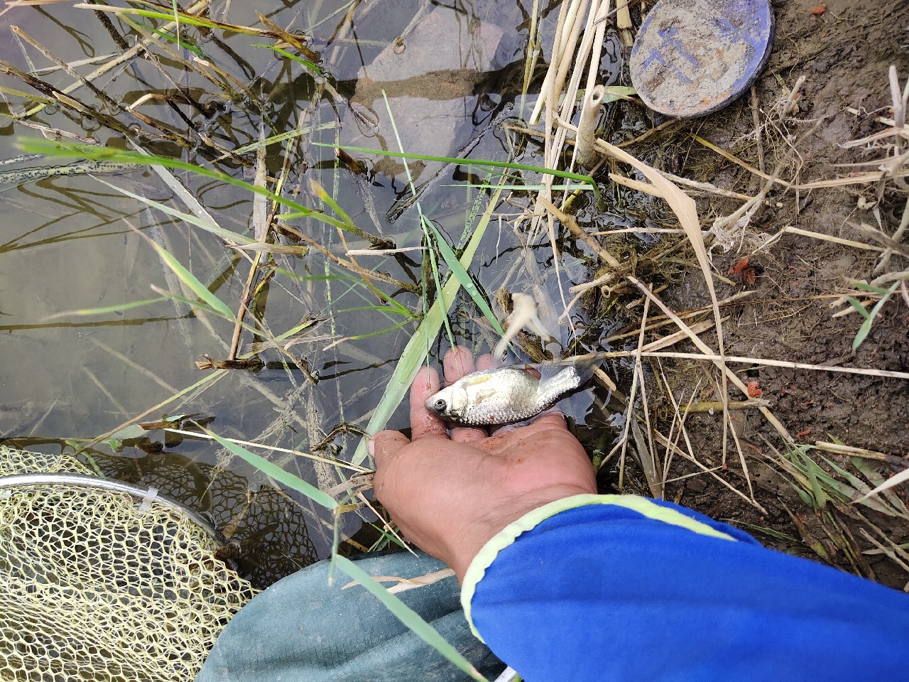 野钓水底有水草调漂最佳方法,野钓水底有枯水草