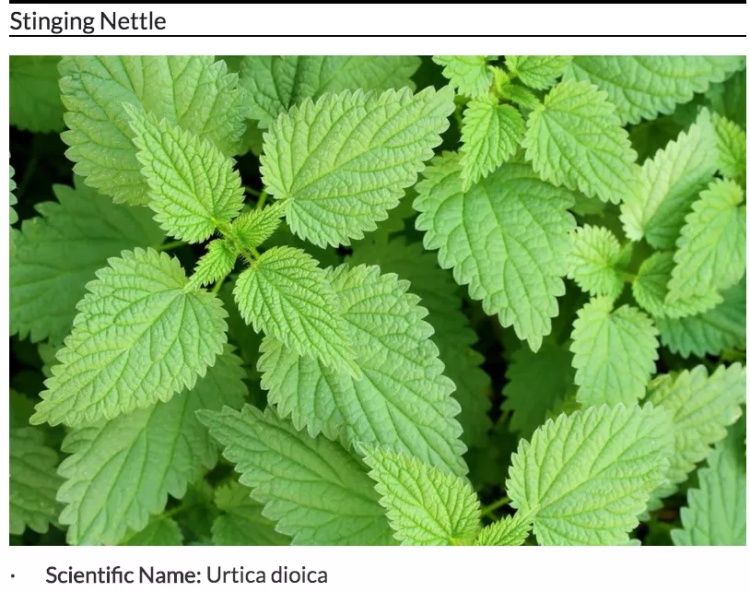 全球最毒的十大毒动物,加拿大最可怕的蛇