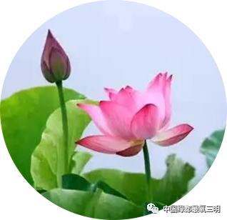 在三明夏天去哪玩,三明荷花最佳观赏地