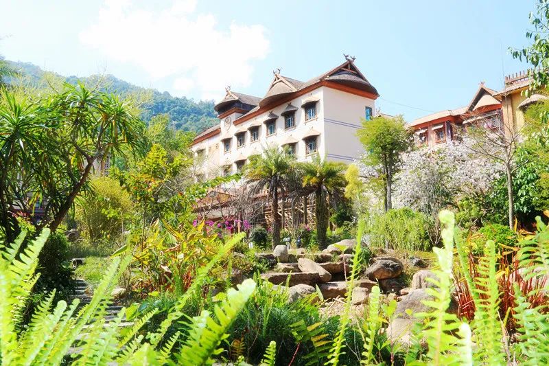 悦读——佤山的鸟儿:燕子