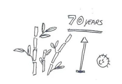 邕小环讲生态故事｜竹子的馈赠：土种树，木养土。竹子的功劳，你知不知道？