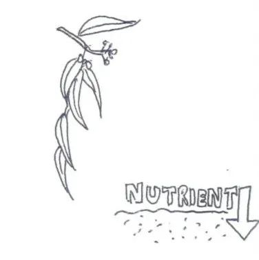 邕小环讲生态故事｜竹子的馈赠：土种树，木养土。竹子的功劳，你知不知道？