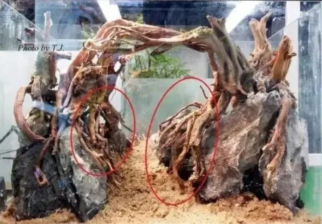 杜鹃根自然风格造景,杜鹃根原始森林造景