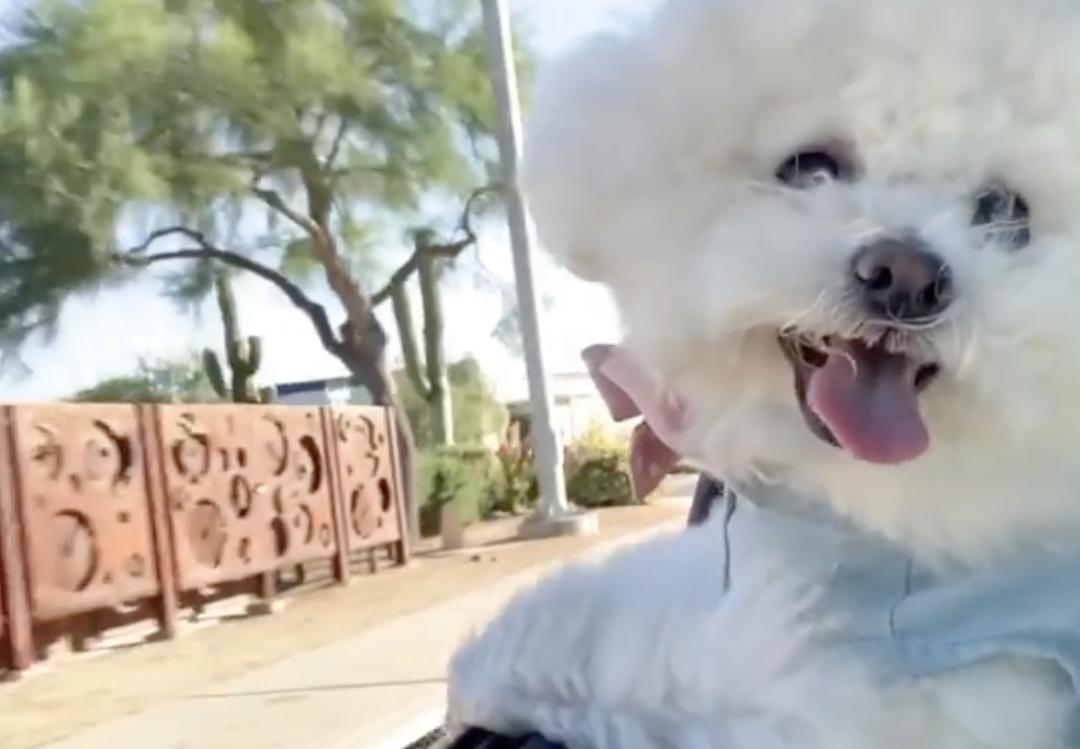 盘点二十种忠爱满世界的萌犬,可爱治愈系萌犬