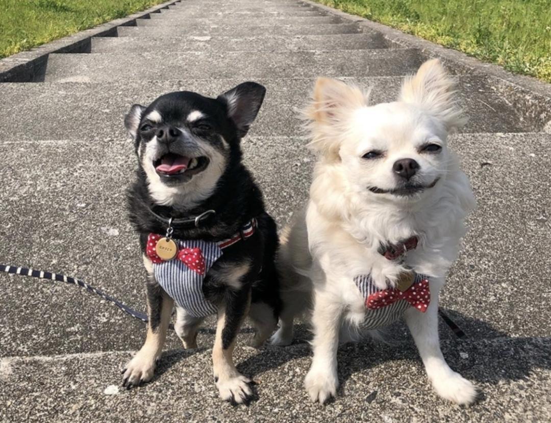 萌犬百科全集,盘点二十种忠爱满世界的萌犬