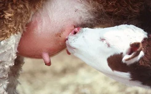 「养殖天地」牧场无乳链球菌的危害与清除计划实施要点