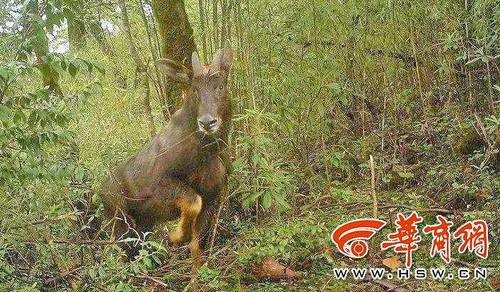 耳长像驴，颈鬃像马，尾巴像鹿，蹄子像牛.......秦岭山里的四不像你见过吗？