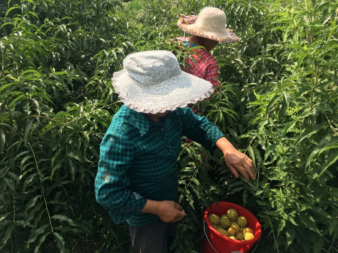 16°香甜，一*爆口**汁，称霸整个夏天的“蜜桃之王”来了