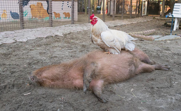 公鸡点穴的视频,公鸡点穴