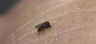 @海南人，看到这种黑色小虫躲远点…