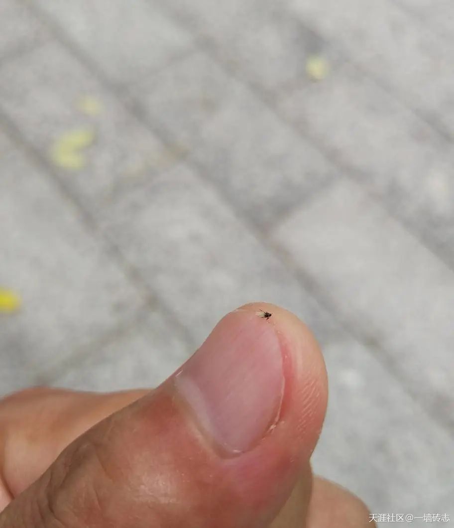 海南特别小的虫子跟小黑点一样大,海南好多黑色小虫子