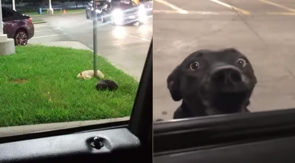 停车场汪见路过车“肉身拦截”求*养包** 店员叹:它们在这很久了