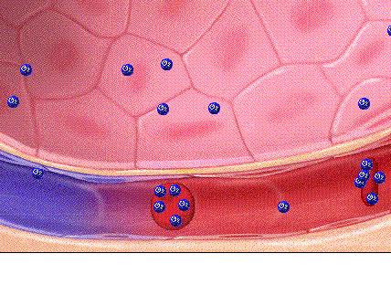 日本懒人减肥神器,日本减肥瘦肚子神器