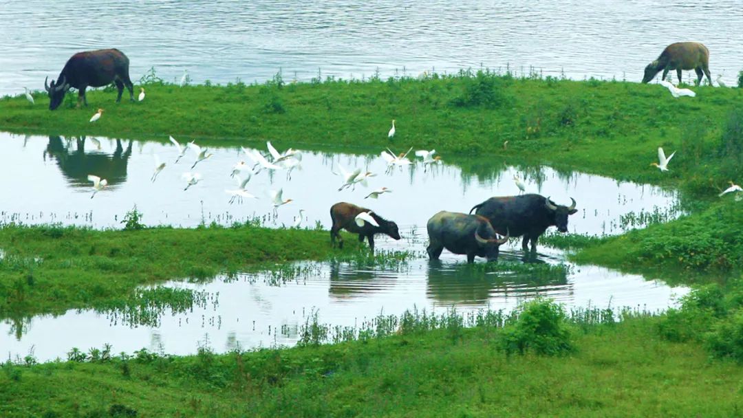 比买一送一还划算，全年不涨价！享山水画里329㎡双卧别墅，玩皮划艇漂流