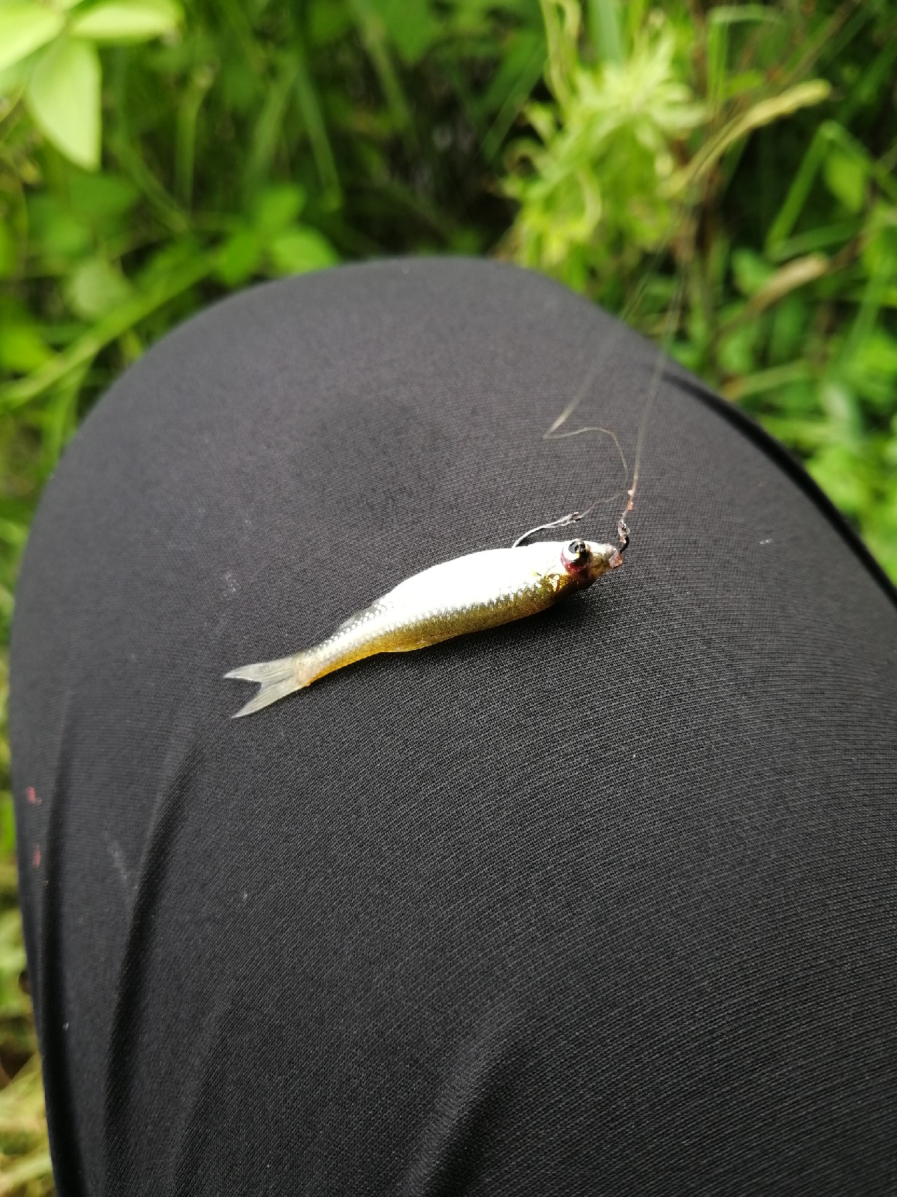 小鱼闹窝怎么赶走,小鱼小虾闹窝怎么办