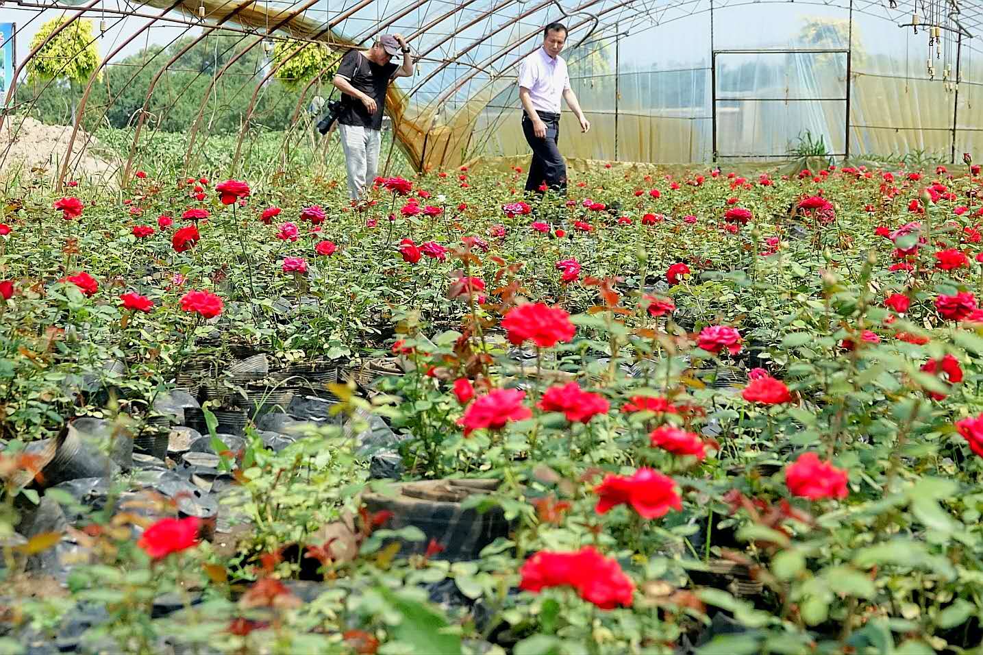 百花绽放风景秀丽,花田小镇风景区