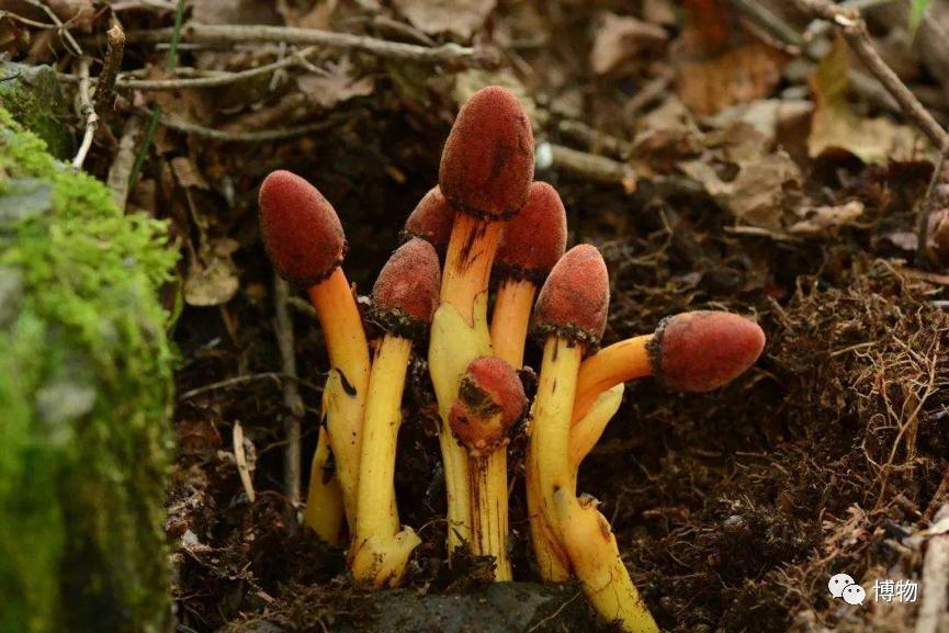 蛇菰能吃吗,蛇菰能不能吃