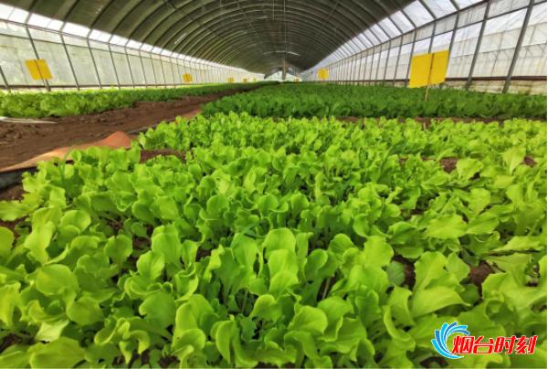 烟台民营企业隐形冠军,智慧农业助力春耕生产降本增效