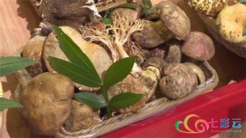 云南楚雄野生菌中毒,楚雄州野生菌中毒