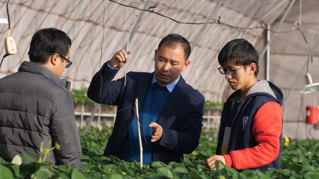 人工智能和顶尖农人比赛种草莓,智能化草莓种植技术