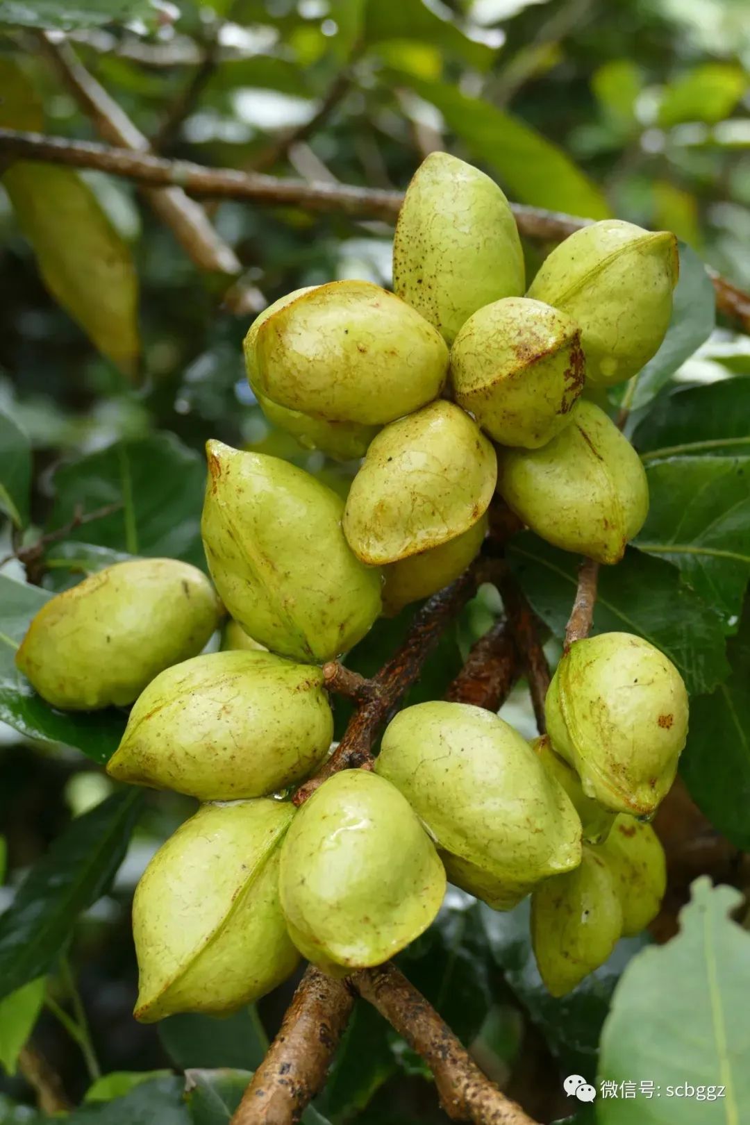 银叶树有哪些,能在水里生长的陆地植物