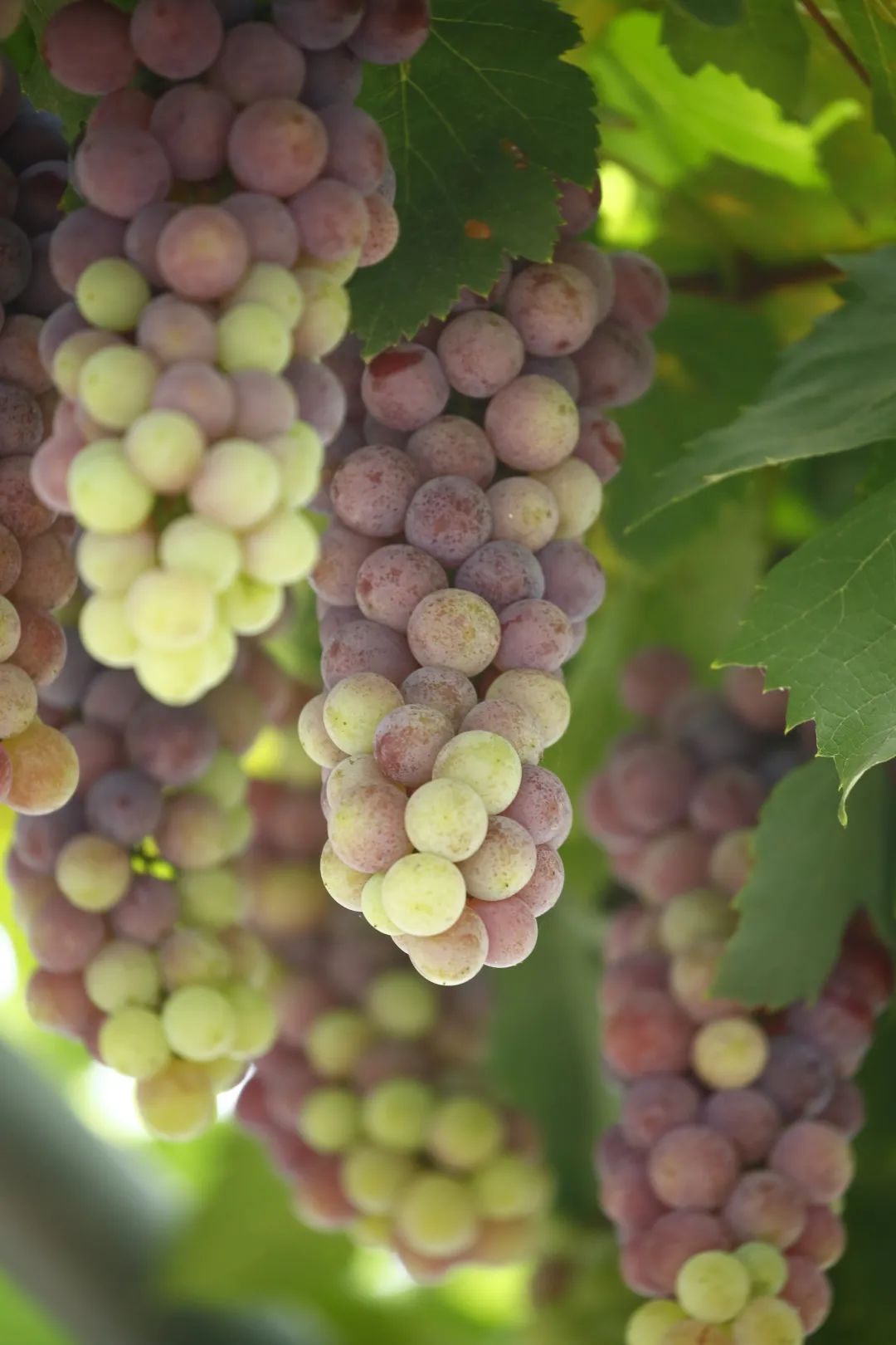 走进乡镇群众乐享文化大餐,百姓文化云上蔡